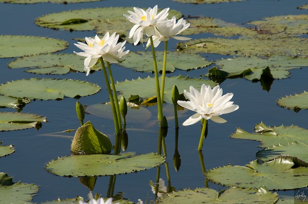 AustraliaAdelaide 10  002